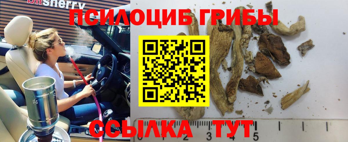 Псилоцибиновые грибы Psilocybe Тверь